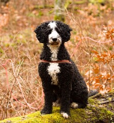 portrait of fluffy black and white dog in forest with autumn colors 