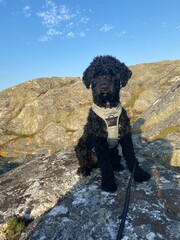 dog sitting on cliff in sunset light 