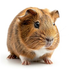 Fototapeta premium Coronet cavy portrait on white background.
