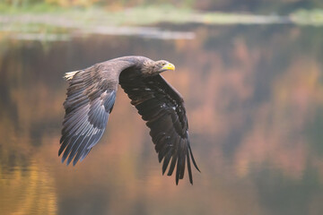 A golden eagle flies low over the ground and prepares to land.