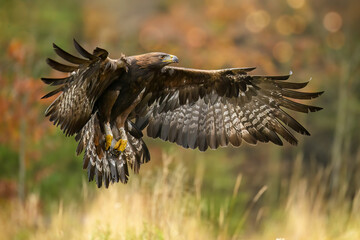 A golden eagle flies low over the ground and prepares to land.