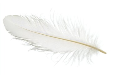 Obraz premium Delicate Curled Feather. Isolated Soft White Feather on Black Background