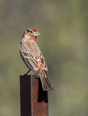 Vertical view of a desert finch with red cap and no right eye, perched on a metal post on sunny day