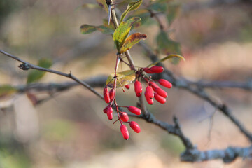 Bunches of ripe red berry barberry in autumn forest. Thunberg berberis
