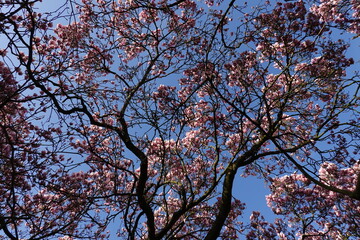 Magnolia in spring