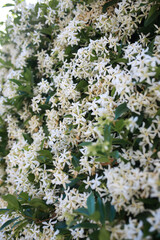 flowers in the garden