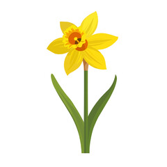 Fototapeta premium Elegant daffodil flower icon flat on white isolated background, vector design.