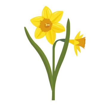 Elegant daffodil icon flat on white isolated background, vector design.