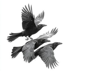 Obraz premium Crow in flight isolated on white background