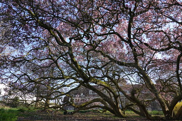 Magnolia in spring