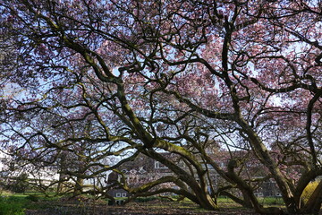 Magnolia in spring