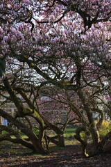 Magnolia in spring