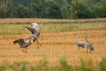 cranes in the field