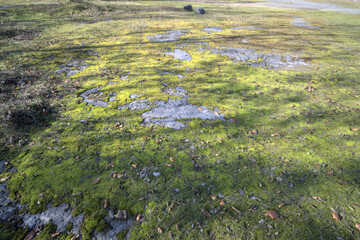 Moss-covered ground with patches of bare earth and fallen leaves.