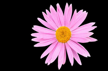 Pink daisy flower isolated on black background. Close-up.