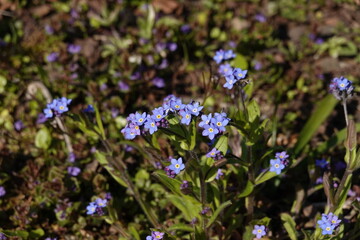forget me not