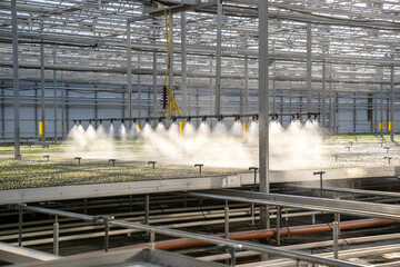 Automated smart irrigation system with water misting in greenhouse facility. Sprinklers watering...