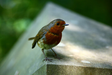 Robin