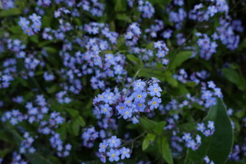 forget me not