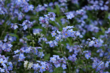 forget me not