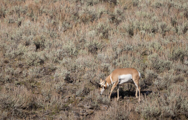 Pronghorn Antelope Buck in Wyoming in Autumn