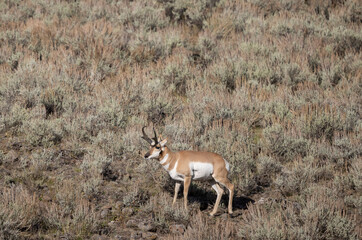 Pronghorn Antelope Buck in Wyoming in Autumn