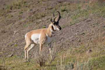 Pronghorn Antelope Buck in Wyoming in Autumn