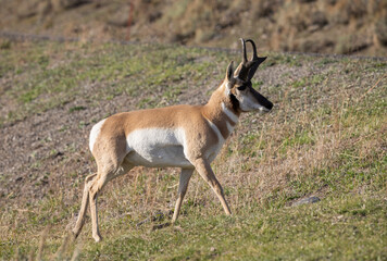 Pronghorn Antelope Buck in Wyoming in Autumn