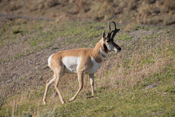 Pronghorn Antelope Buck in Wyoming in Autumn