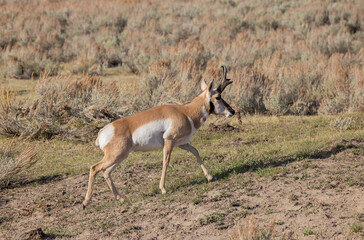 Pronghorn Antelope Buck in Wyoming in Autumn