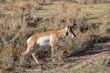 Pronghorn Antelope Buck in Wyoming in Autumn