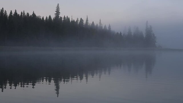 Early morning at a calm misty lake with evergreen trees in the background. Blue hour
