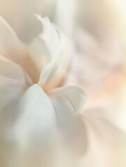 Fototapeta premium Abstract white rose petals symbolizing love and purity.