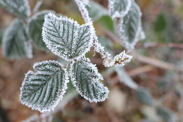 This is a captivating closeup view of frosty leaves set against a beautiful winter landscape
