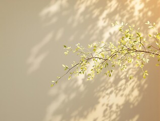 Abstract composition of willow branch in sunlight, sunlight, tree, white background, plant