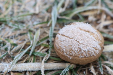 A beautiful scene featuring Frosted Walnuts resting on the grass during the Winter season