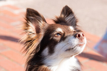 border collie puppy