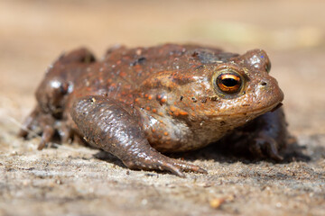 toad