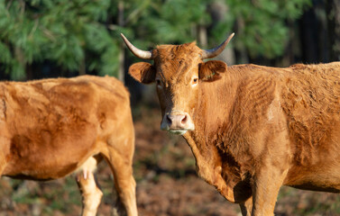 Galician Rubia cows graze freely in the mountains of Oia, Pontevedra