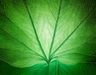 soft light shining through transparent leaves, creating a beautiful aura