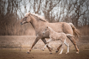 Obraz premium horse and foal, trotting in a field
