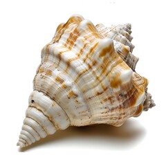 Showcasing Intricate Details and Natural Texture, Highlighting the Elegance of Ocean Treasures