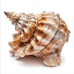 Fototapeta premium Showcasing Intricate Details and Natural Texture, Highlighting the Elegance of Ocean Treasures