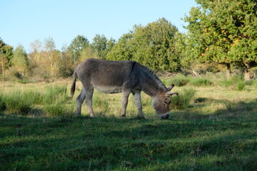 FU 2021-10-24 WahnGeister 317 Auf der Wiese grast ein Esel