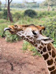 Giraffe with tounge out