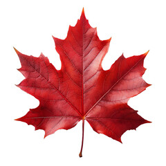 Vibrant Red Maple Leaf Isolated on a Transparent Background, Highlighting Its Rich Color and Natural Beauty, Perfect for Autumn and Nature Themed Designs