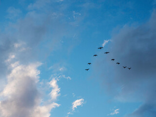 Flock of birds flying in V shape formation in a blue beautiful sky. Abstract travel and emigration concept. Looking for a better place to live with high economical value. Follow the expert theme.