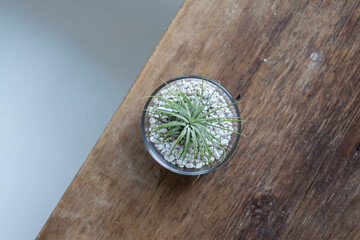 air plant on wood table top