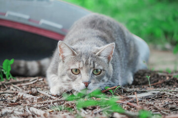Cute grey tabby cat on a grass surface. Rural country pet in a wild environment. Selective focus. Animal during hunting.