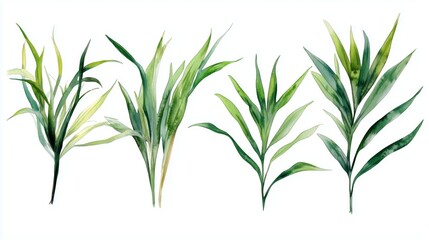 Obraz premium set Watercolor green grass isolated on white background. Hand drawn illustration. 
